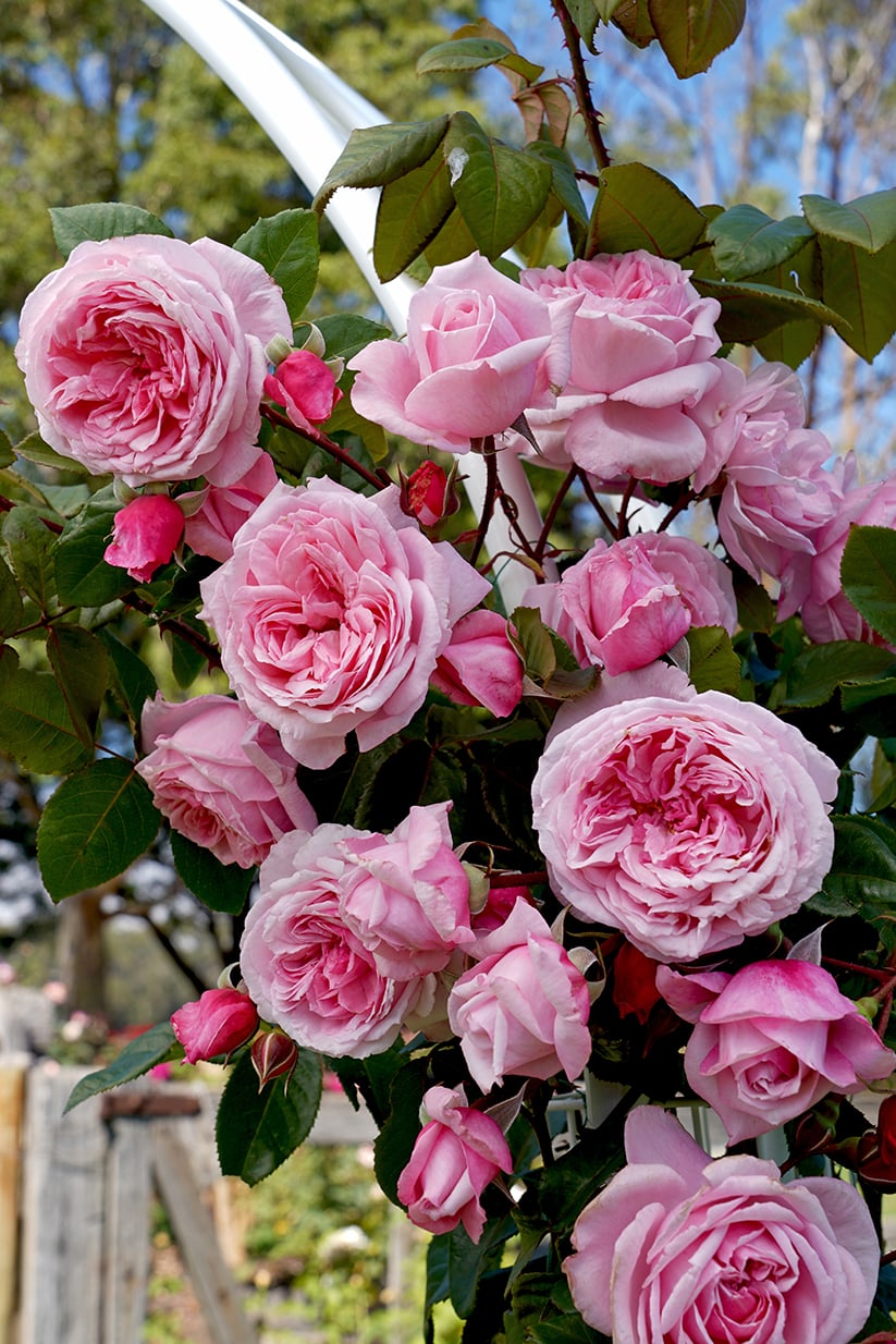 Kiss Me Kate™ Rose – Pike Nursery