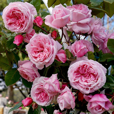 Kiss Me Kate™ Rose