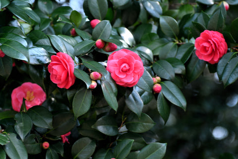 Discover the Beauty of Camellias