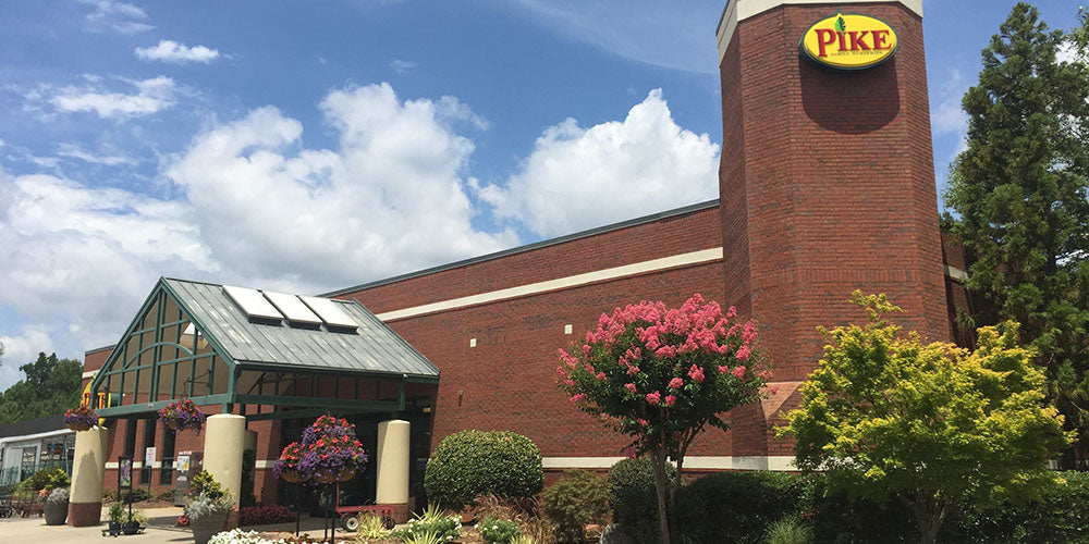 カメリア27 Camellia Japonica April Snow Camellia | SiteOne US