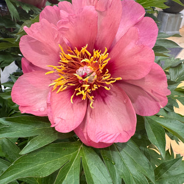Garden Candy™ Peach-A-Licious™ Itoh Peony - Monrovia