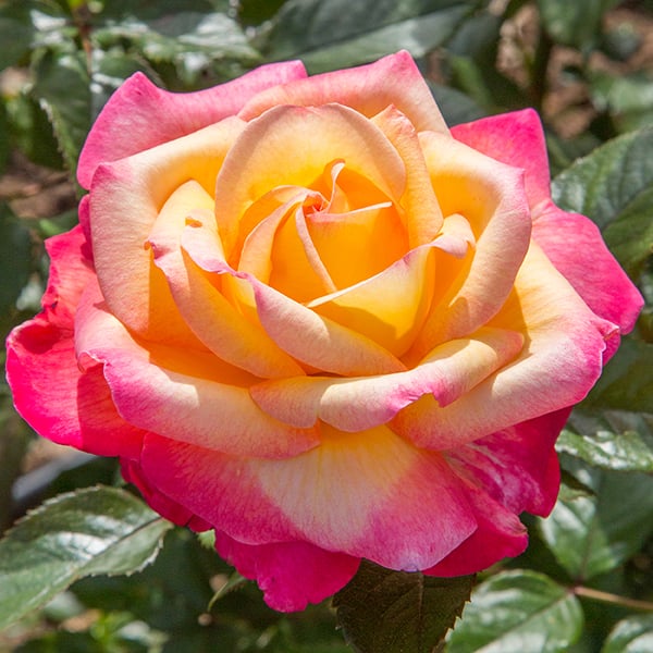 Meilland Enchanted Peace Rose