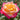 Enchanted Peace Rose