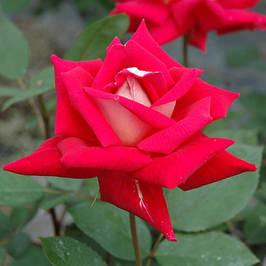 Love Rose