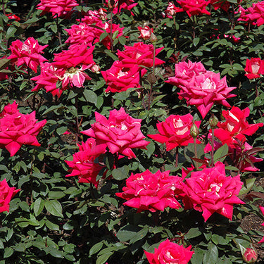 Love Rose
