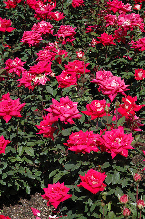 Love Rose