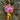Glass Amaryllis Ornament