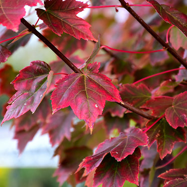 Brandywine Red Maple