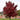 Brandywine Red Maple