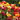 Digital Garden of Tulips eGift Card