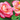 Digital Every Shade of Love eGift Card