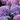 Digital Hydrangea Wishes eGift Card