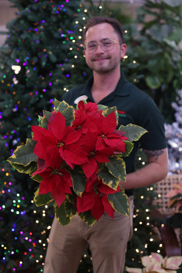 Poinsettia 'Tapestry'