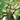 Digital Tree Top Tranquility eGift Card