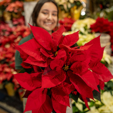 Poinsettia Red