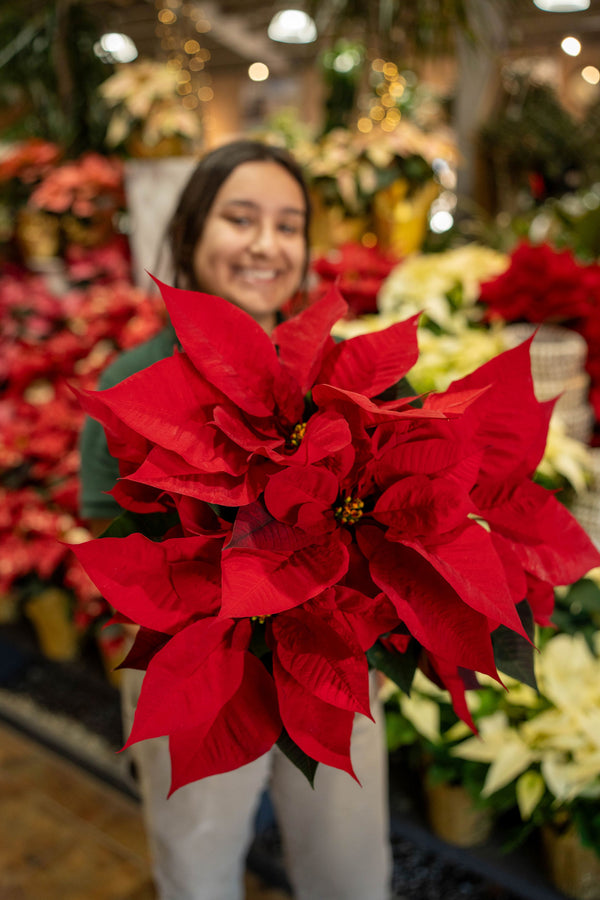 Poinsettia Red