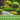 Lawn & Garden ProCare Service