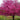 Merlot Redbud