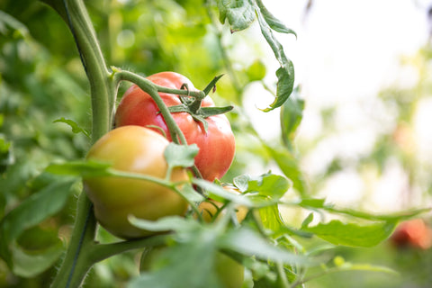 Grow Your Own Tomatoes