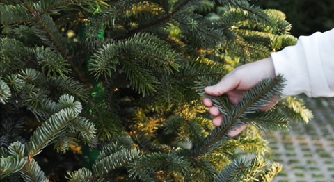 Fresh Cut Christmas Trees Arriving November 21st