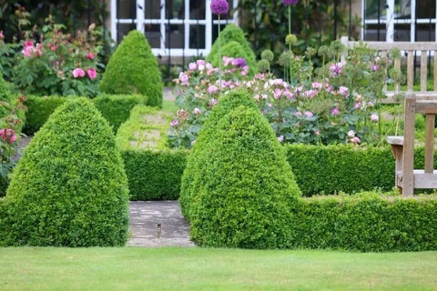 Shrubs for Any Occasion