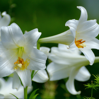 Easter Lily