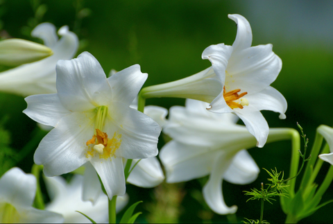 lily white buckhead Easter Lily – Pike Nursery