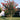 Tuscarora Crape Myrtle - Monrovia