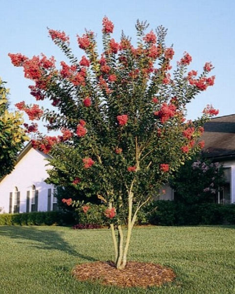 Tuscarora Crape Myrtle - Monrovia