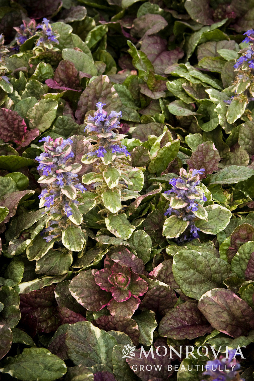 Monrovia Burgundy Glow Ajuga - Thumbnail 2