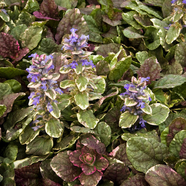 Burgundy Glow Ajuga - Monrovia