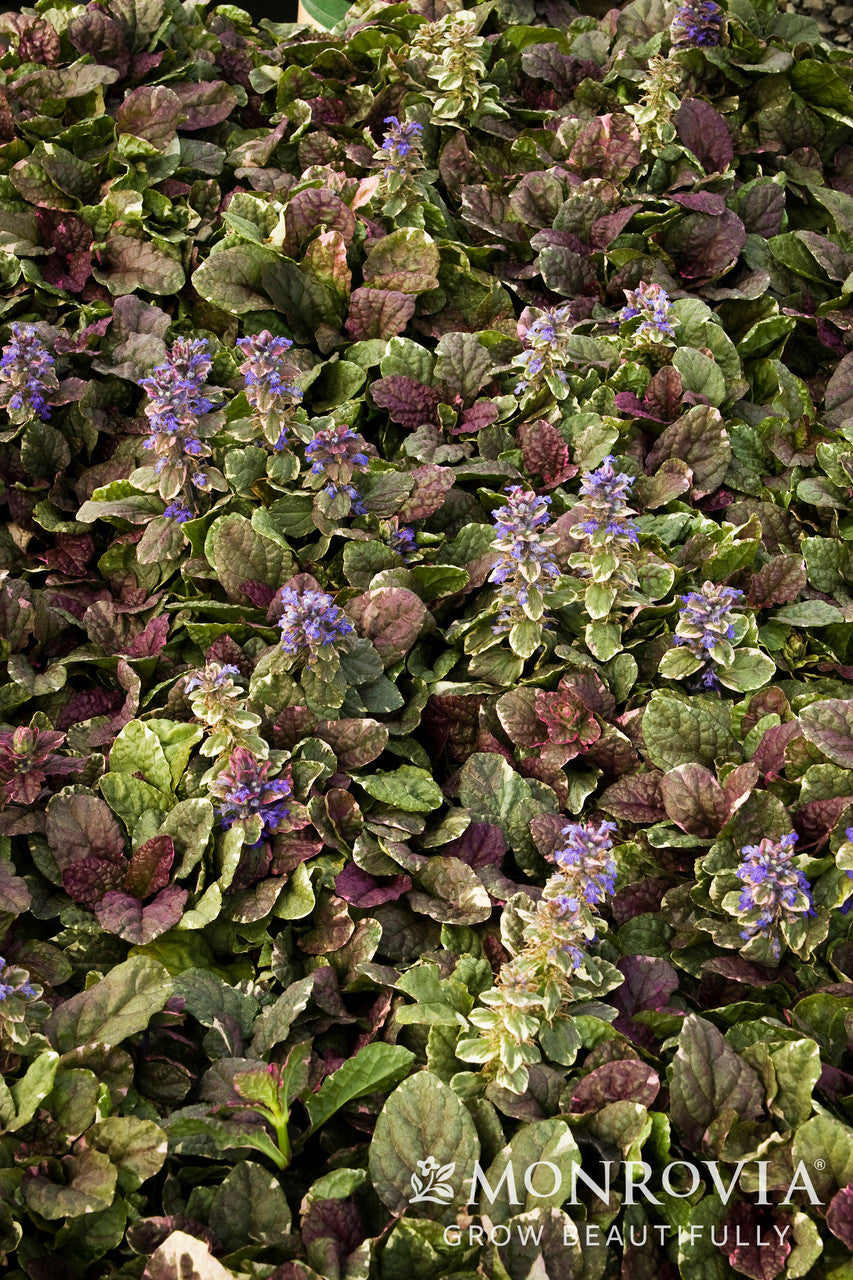 Monrovia Burgundy Glow Ajuga