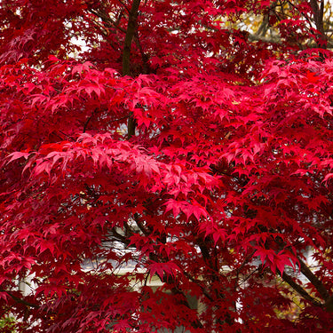 Bloodgood Japanese Maple - Monrovia