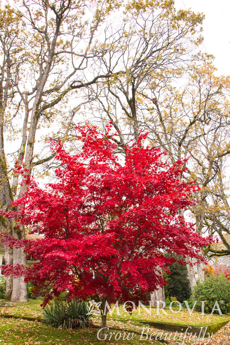 Bloodgood Japanese Maple - Monrovia – Pike Nursery