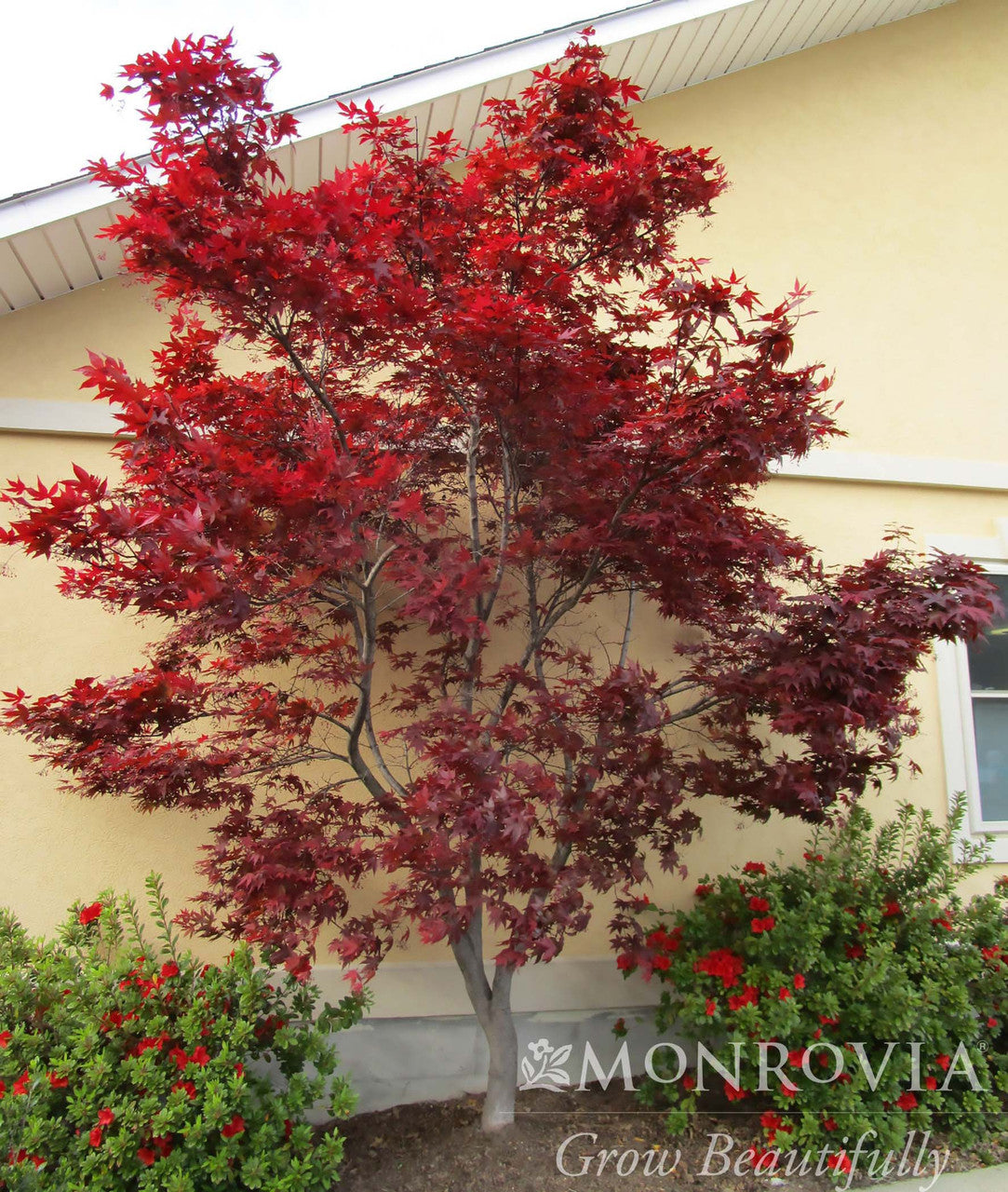 Emperor I® Japanese Maple - Monrovia – Pike Nursery