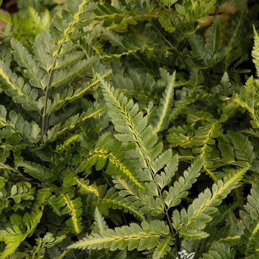 Indian Holly Fern - Monrovia