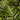 Indian Holly Fern - Monrovia