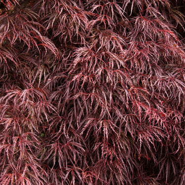 Crimson Queen Japanese Maple - Monrovia