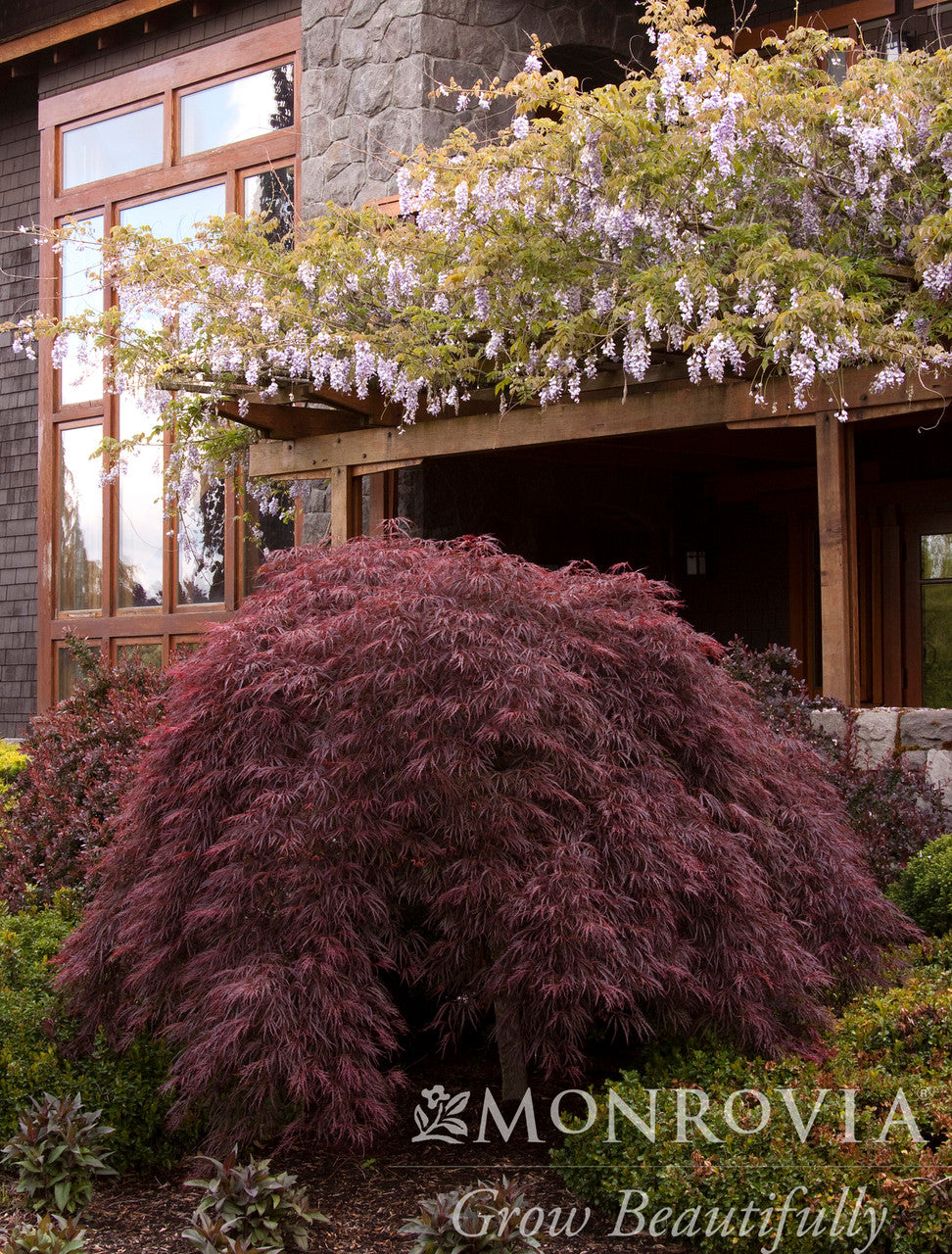 Crimson Queen Japanese Maple - Monrovia – Pike Nursery