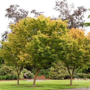 Coral Bark Japanese Maple - Monrovia