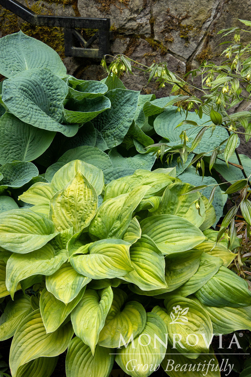 Monrovia Guacamole Hosta - Thumbnail 5