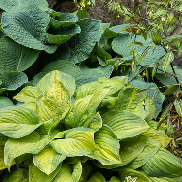Guacamole Hosta - Monrovia