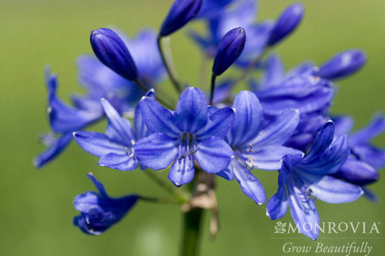 Monrovia Agapanthus