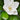 Teddy Bear® Southern Magnolia - Monrovia