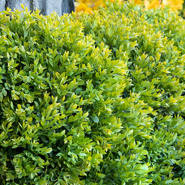 Chicagoland Green® Boxwood - Monrovia