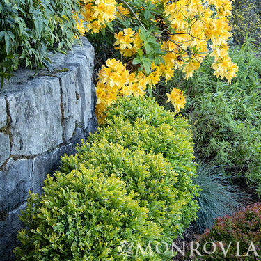 Chicagoland Green® Boxwood - Monrovia