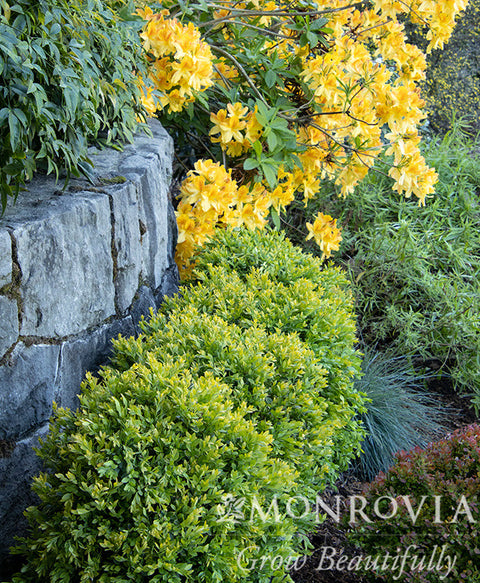 Chicagoland Green® Boxwood - Monrovia