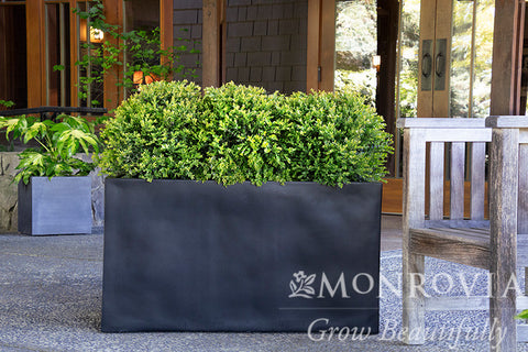 Chicagoland Green® Boxwood - Monrovia