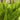 Foxtail Fern - Monrovia