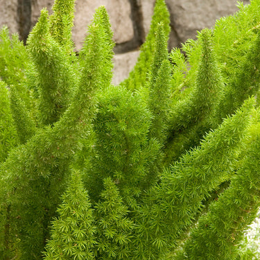 Foxtail Fern - Monrovia